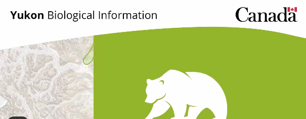 A stylized bear represents Yukon’s Biological  Information dataset collection.