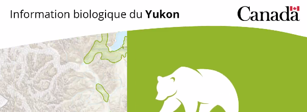 Un ours stylisé représente la collection  d'ensembles de données sur l’Information  biologique du Yukon
