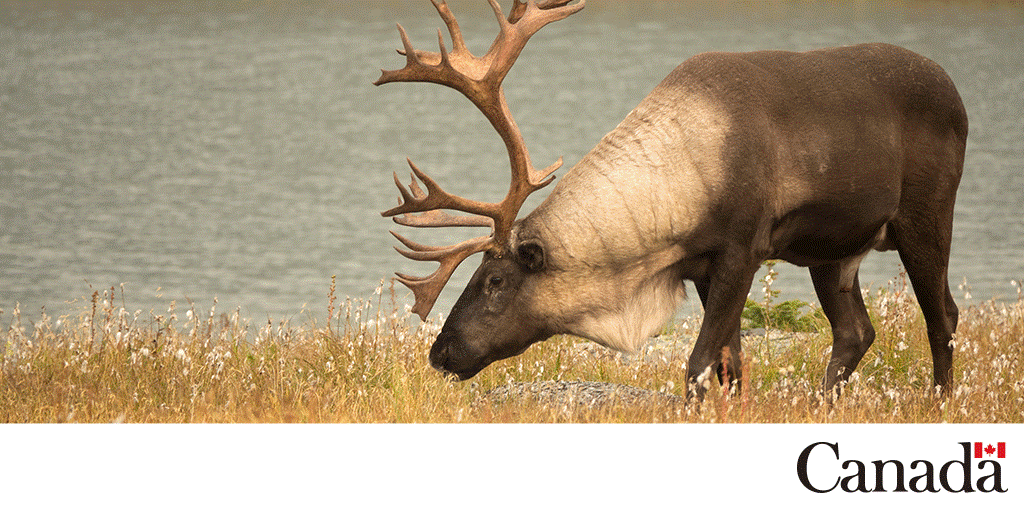 Image d’un caribou représentant le contenu thématique de la plateforme sur la biodiversité